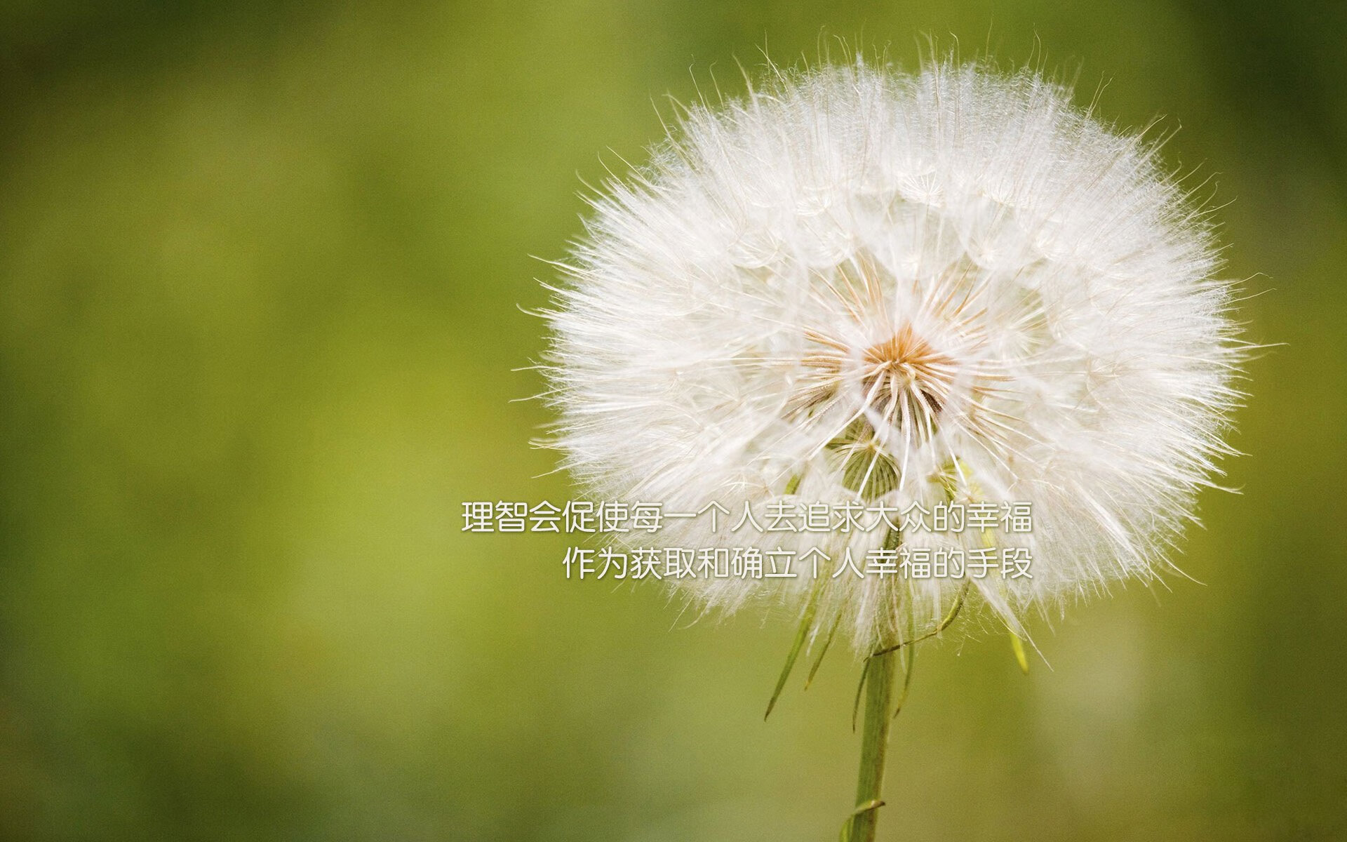 拜仁慕尼黑球迷组织举办庆祝活动,祝贺球队连胜,拜仁慕尼黑球迷自称