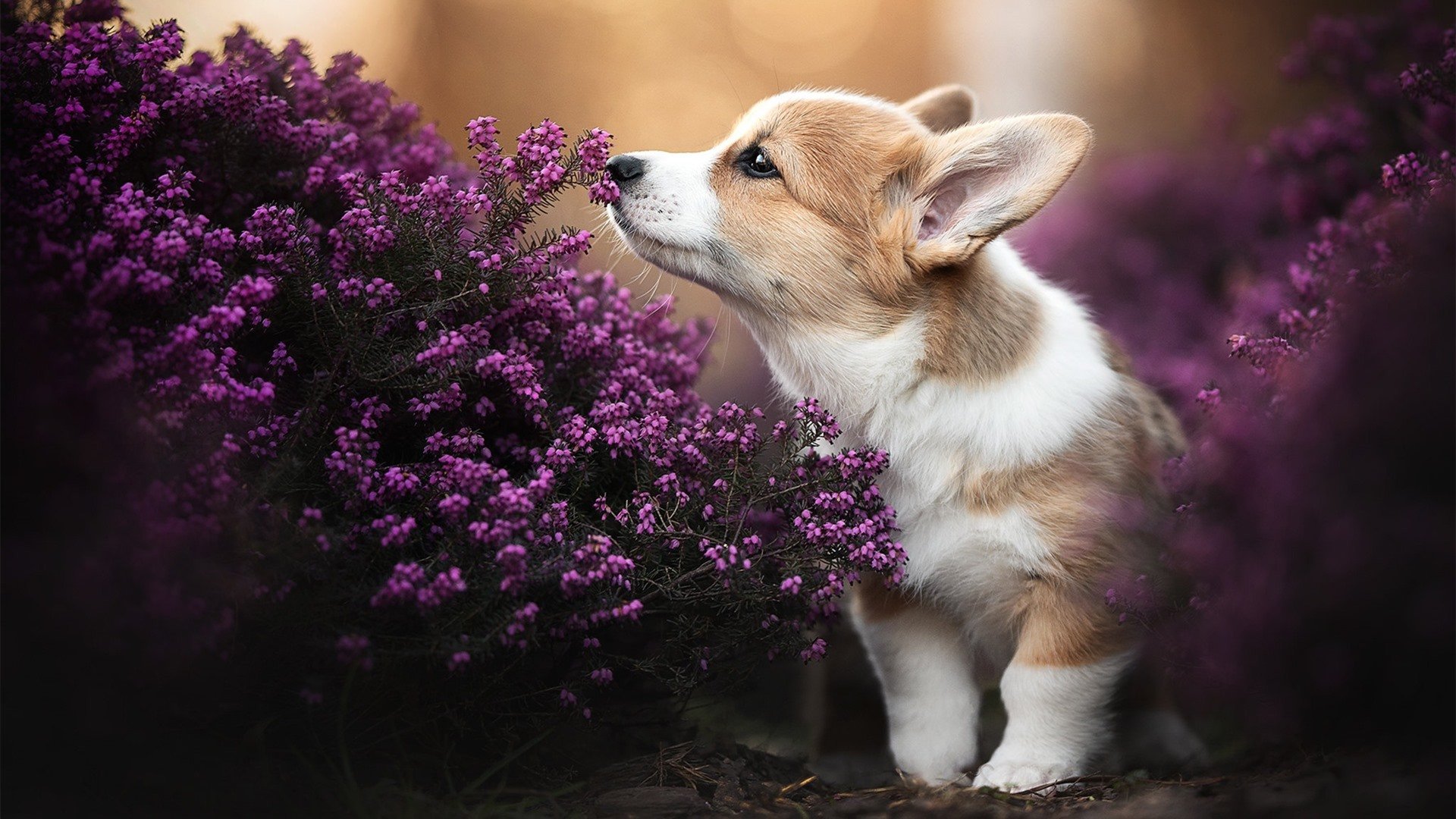 爱游戏体育平台-拜仁慕尼黑平局多特蒙德领先两分，拜仁慕尼黑2_1多特蒙德