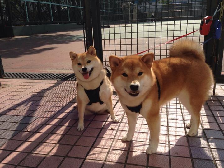 爱游戏官方网站-拜仁慕尼黑客场3-2逆转沃尔夫斯堡，艰难取胜，拜仁慕尼黑2队