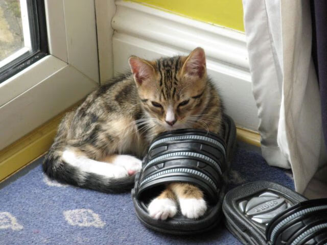 皇家社会主场2-1小胜赫塔费,取得宝贵三分,皇家社会ds足球