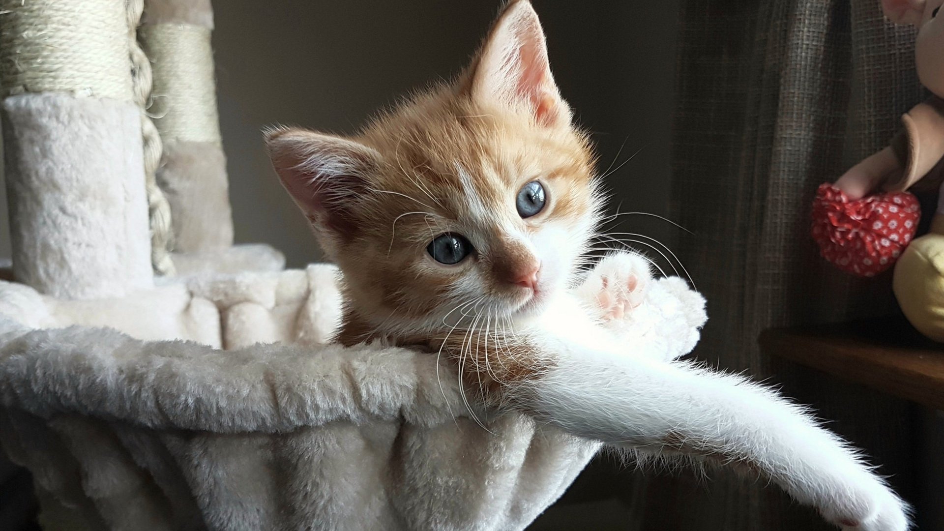 篮球皇帝詹姆斯再掀热潮，湖人再夺NBA总冠军，湖人夺冠詹姆斯历史地位