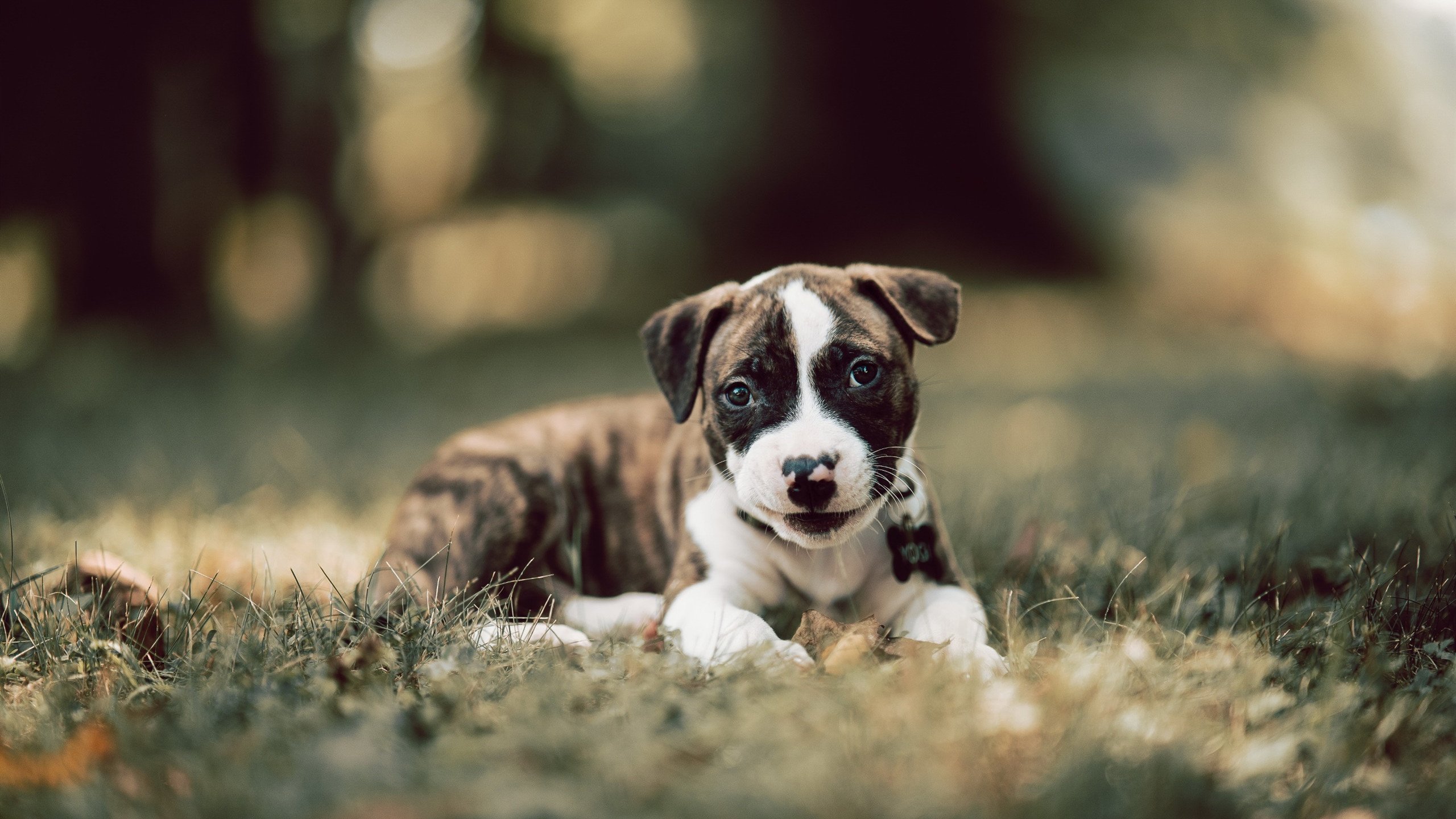 葡萄牙体育门将多次扑救力保球队胜利，葡萄牙体育门将多次扑救力保球队胜利的原因