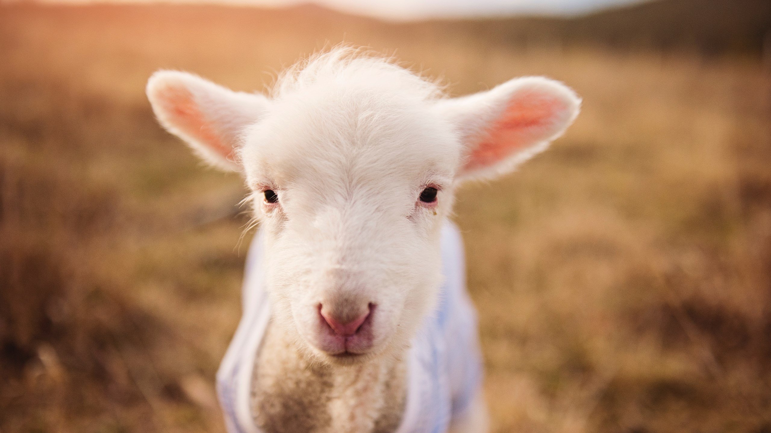 阿森纳强化攻势，轻松晋级下一轮，阿森纳官推
