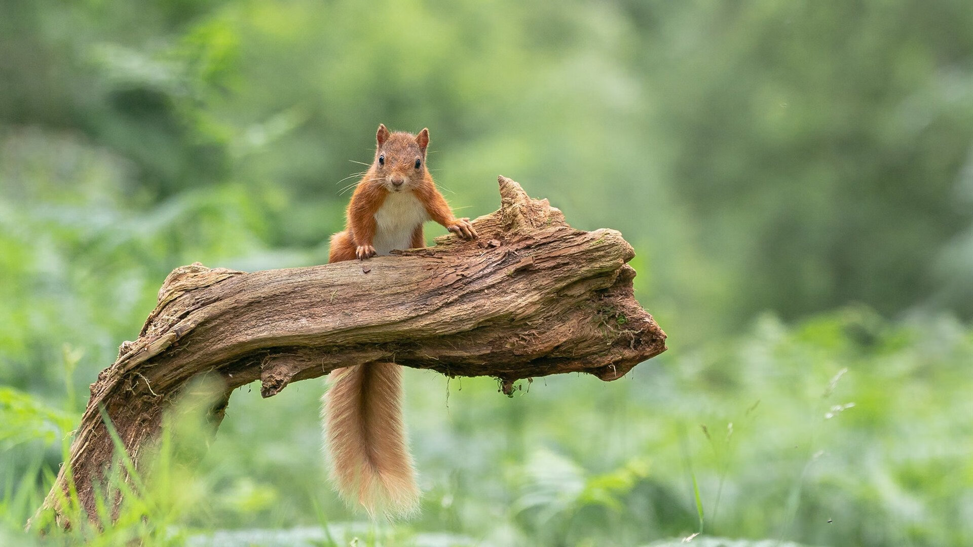 阿森纳在欧联杯中击败莱斯特城晋级四强,阿森纳欧联杯大名单
