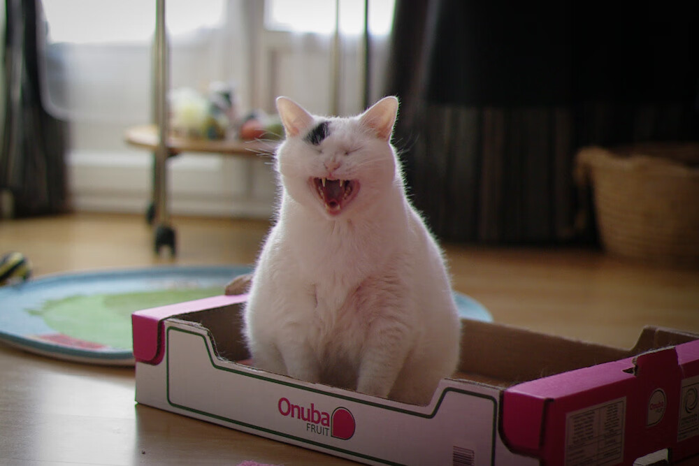 体育赛事观众体验优化,观看体育赛事的价值和意义