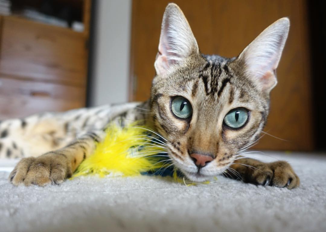 “高新体育中心:健力选手破纪录,举重赛场力与美的完美呈现”