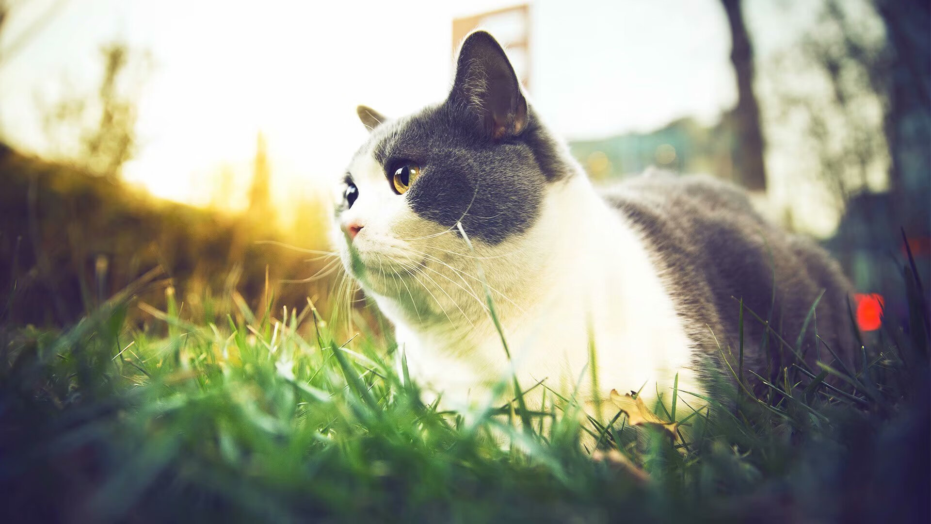 爱游戏下载-中国女篮加强远距离投篮稳定性，中国女篮虽败犹荣