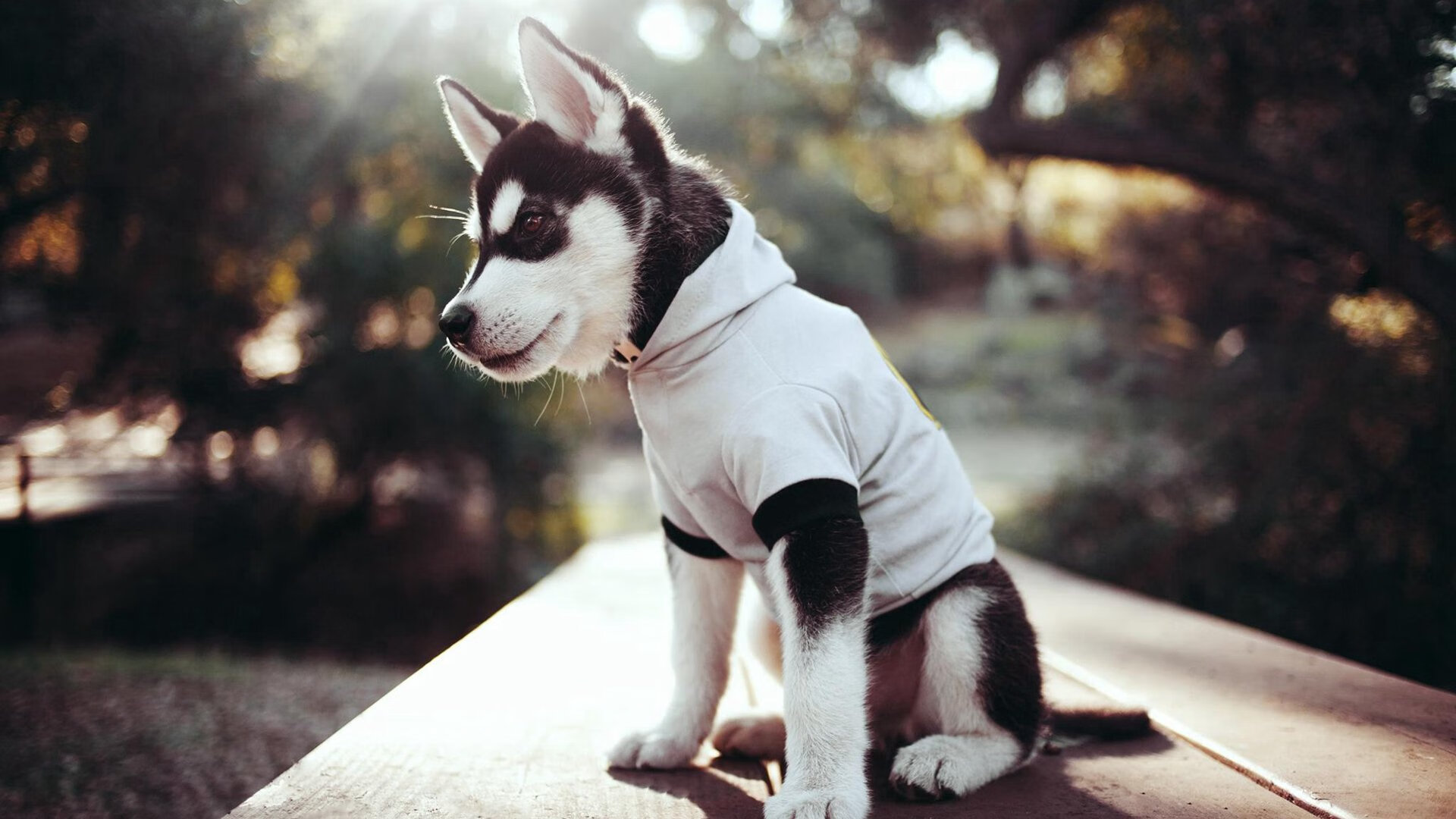 爱游戏体育app-体育新闻中心发布体育传播技术演进路径研究成果，体育传播效果