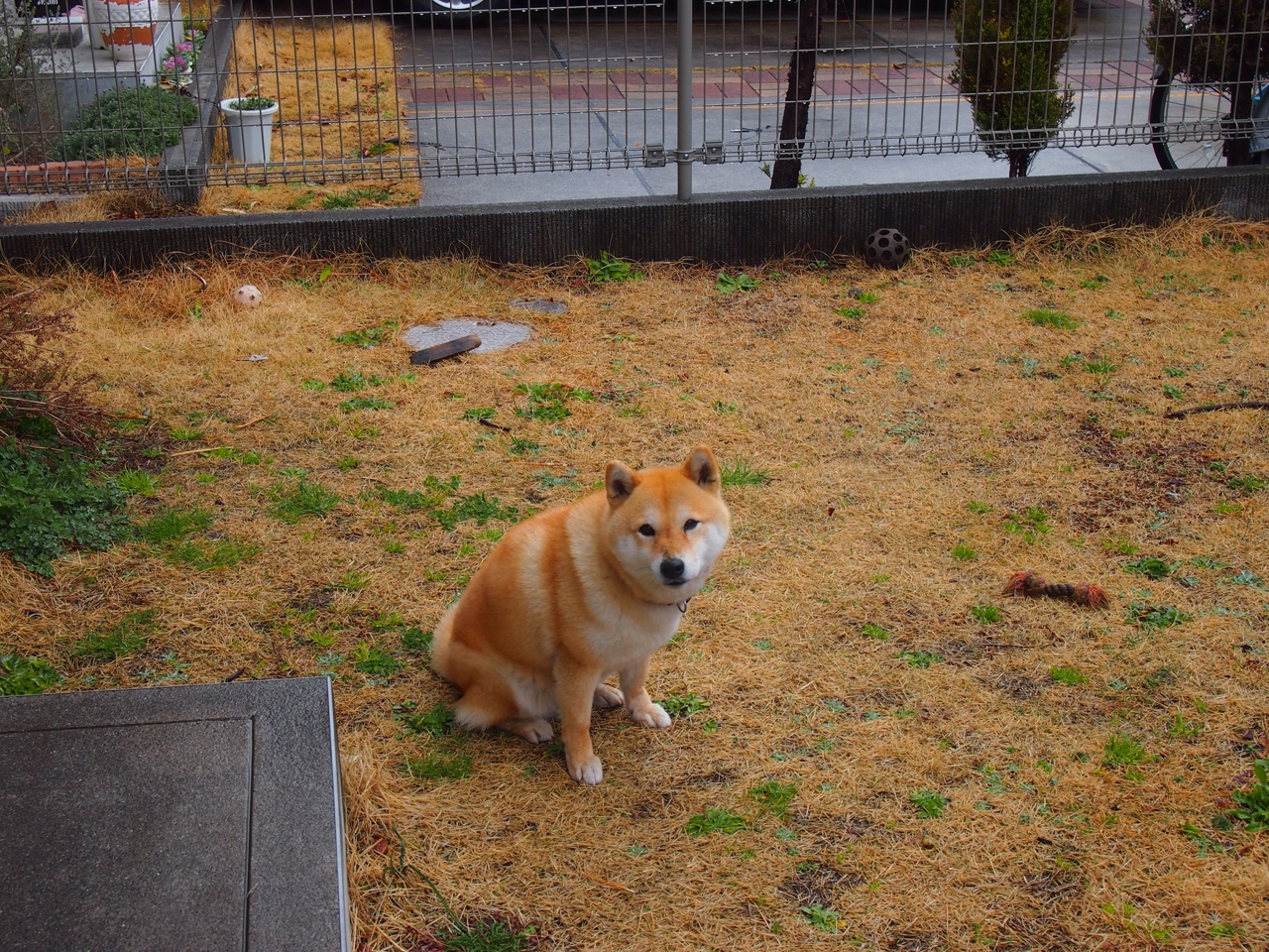 日本女乒实力提升,期待东京后新突破,日本 女乒选手