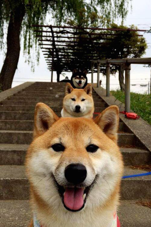 主教练战术板揭秘，关键回合布置受关注，主教练挑战