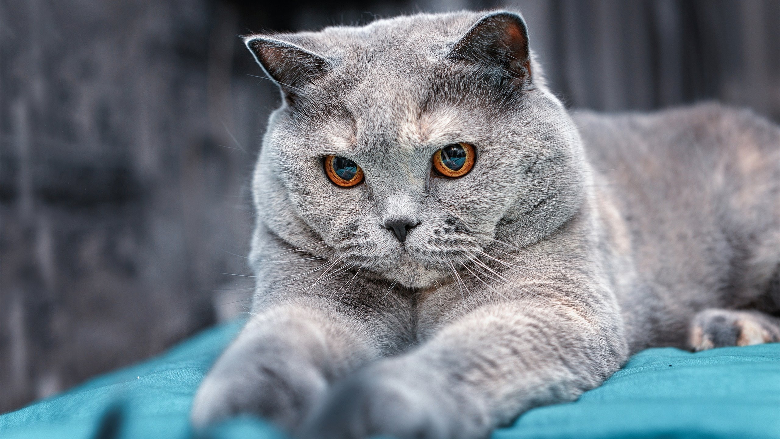 希腊男篮在欧洲锦标赛中荣获冠军，续写光辉篇章，2021年希腊男篮