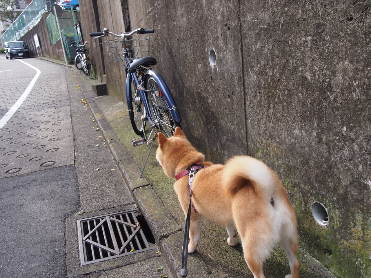 德甲速度之王:瞬间突破,场面震撼!,德甲节奏快