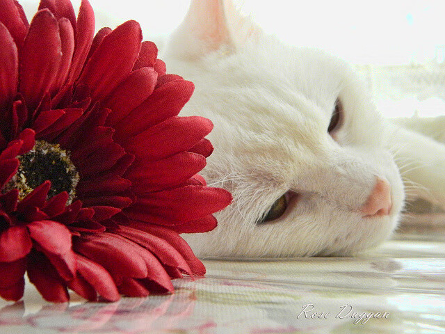 爱游戏app-校园足球试点双学制培养计划融合体教发展路径，校园足球体教融合的核心问题