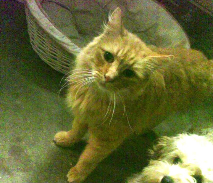 AYX SPORTS-格鲁吉亚女篮在欧洲锦标赛中表现出色，耀眼崭露头角，格鲁吉亚杯篮球