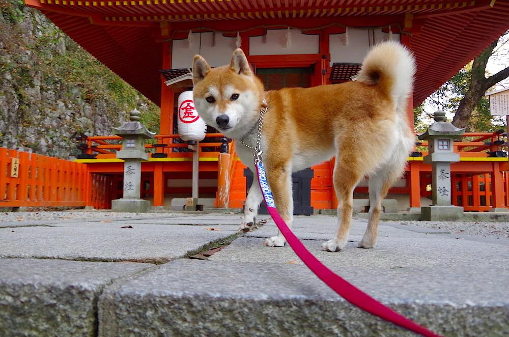 爱游戏娱乐-欧洲杯战况激烈：舞台无限精彩！，欧洲杯战记
