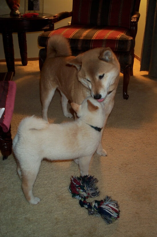 马刺组织非正式训练赛检验新战术,马刺体系的详细分析